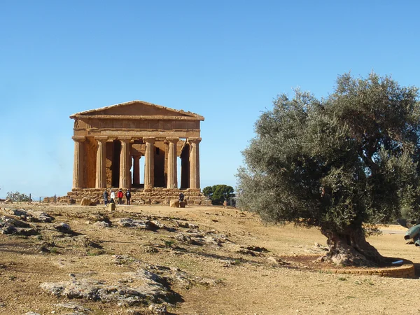 Griekse tempel met olijfboom — Stockfoto