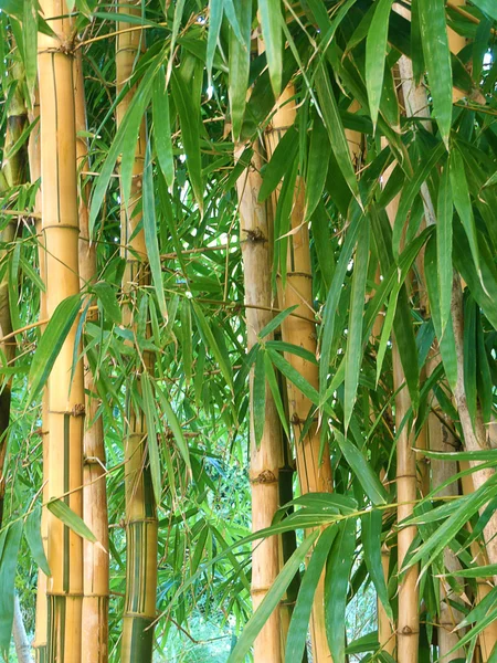 Bambu trädgård — Stockfoto