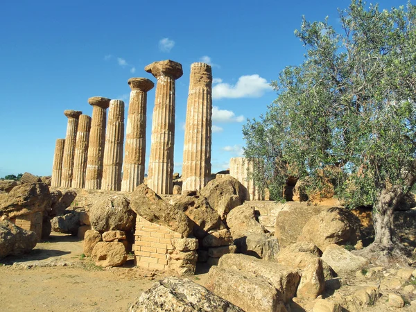Griekse tempel met olijfboom — Stockfoto