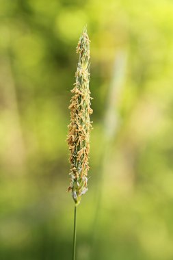 polen ile bahar çimen
