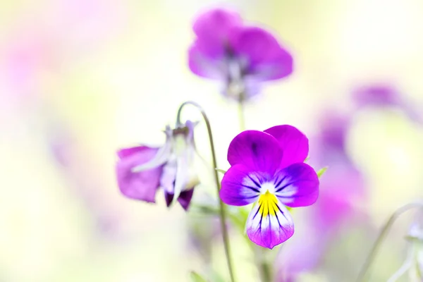 Schöne Blume Nahaufnahme mit unscharfem Hintergrund — Stockfoto