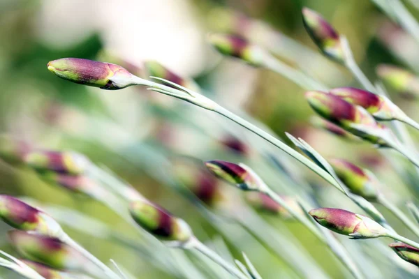 Flower buds spring concept — Stock Photo, Image