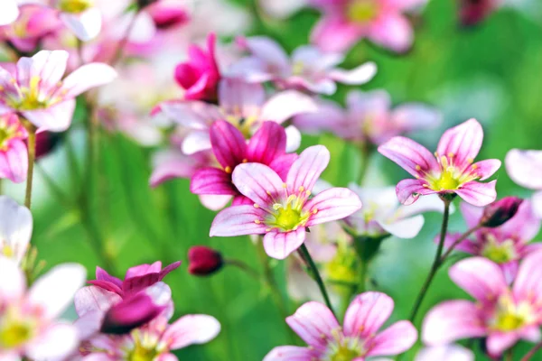 Bellissimi fiori prato primo piano con sfondo sfocato — Foto Stock