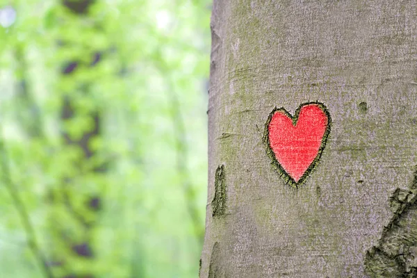 Красное сердце, выгравированное на дереве — стоковое фото