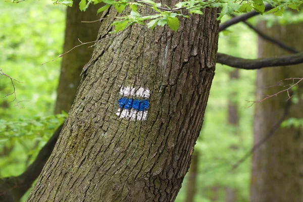 Mark per il turismo escursionistico nella foresta — Foto Stock