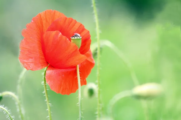 Wild poppy flower — Stock Photo, Image