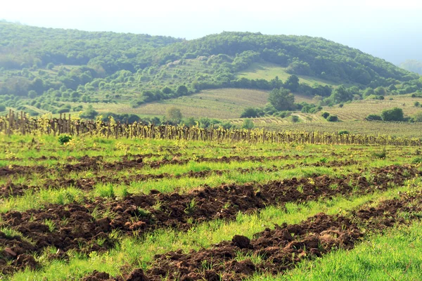 Campo de labranza — Foto de Stock