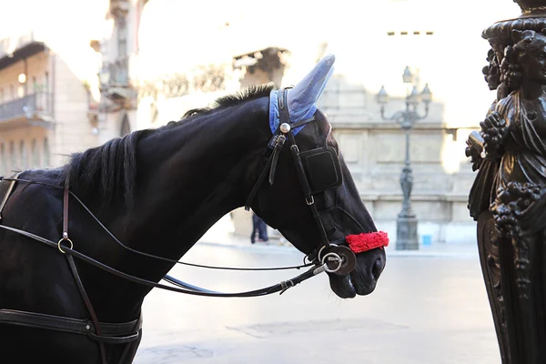 Tête de cheval noir gros plan — Photo