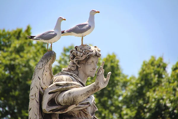 Pájaros sentados en estatua de ángel — Foto de Stock