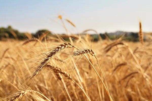 alan portre üzerinde büyüyen buğday kulaklar