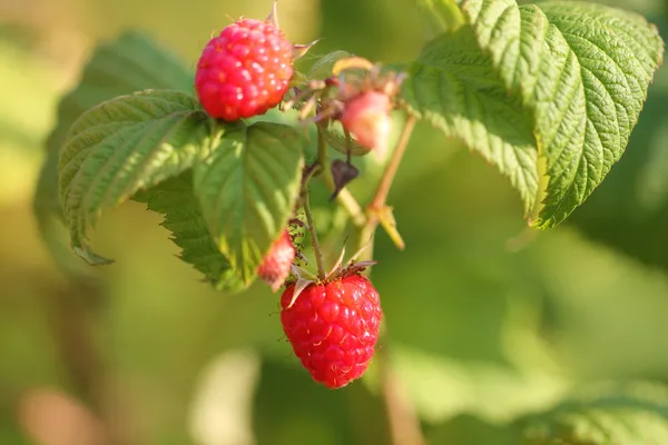 Červené maliny rostoucí — Stock fotografie