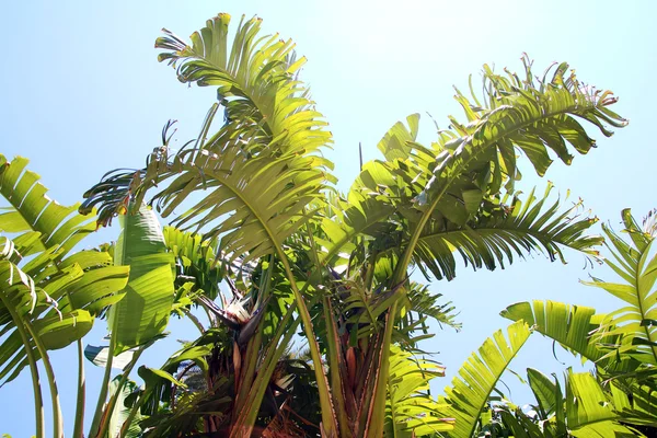 Banana tree leaves