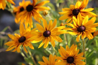 Coneflowers
