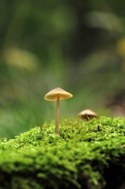 sihirli mantar moss