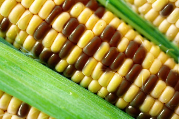 Gmo corn — Stock Photo, Image