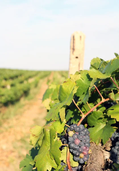 Raisins dans le vignoble — Photo