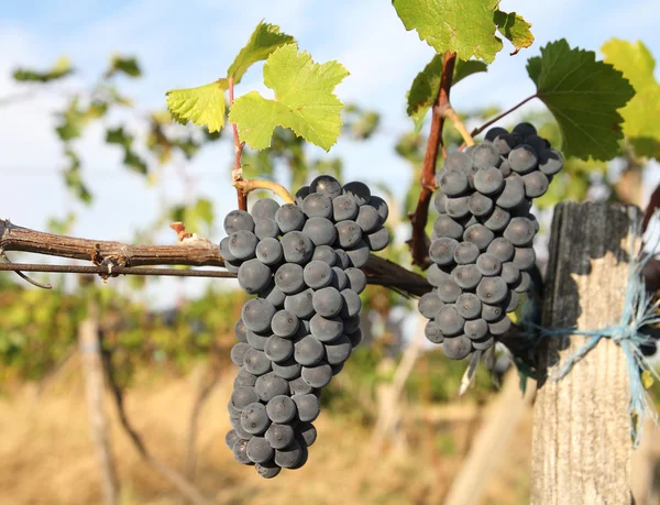 Primeros planos de uvas maduras — Foto de Stock