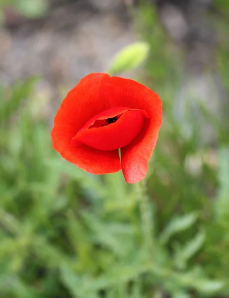 Bela flor de papoula selvagem — Fotografia de Stock