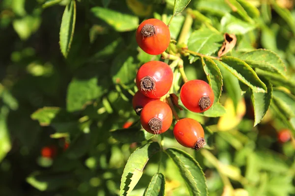 Rosehip — Φωτογραφία Αρχείου