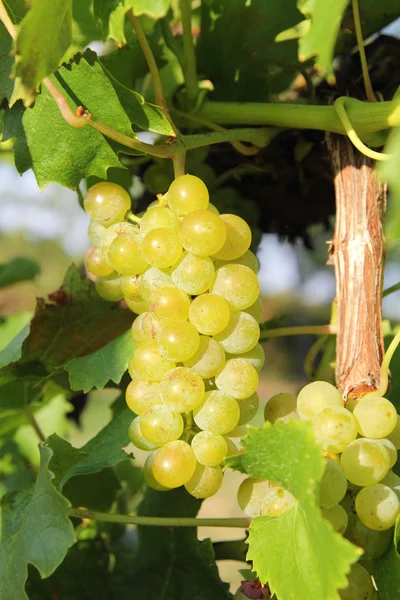 Białych winogron rośnie zbliżenie — Zdjęcie stockowe