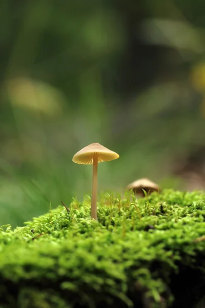 Champiñón mágico en musgo — Foto de Stock