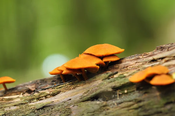 Barevné lesní houby — Stock fotografie