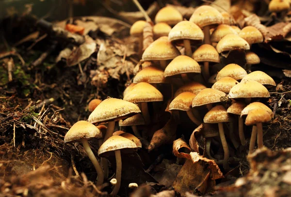 Massa svamp växer i skogen — Stockfoto