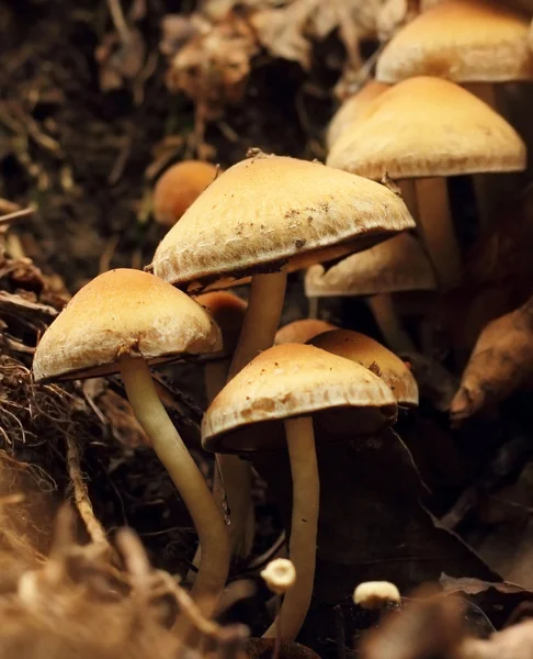 Mushrooms macro — Stock Photo, Image