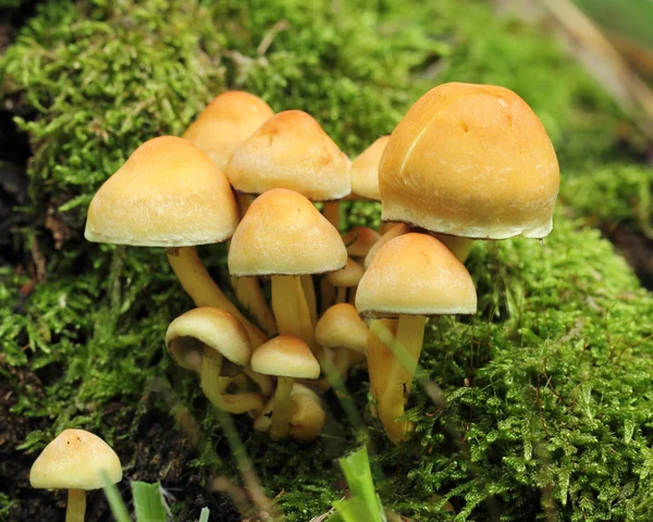 Mushrooms in moss — Stock Photo, Image