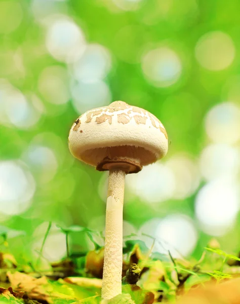 Slunečník houba — Stock fotografie