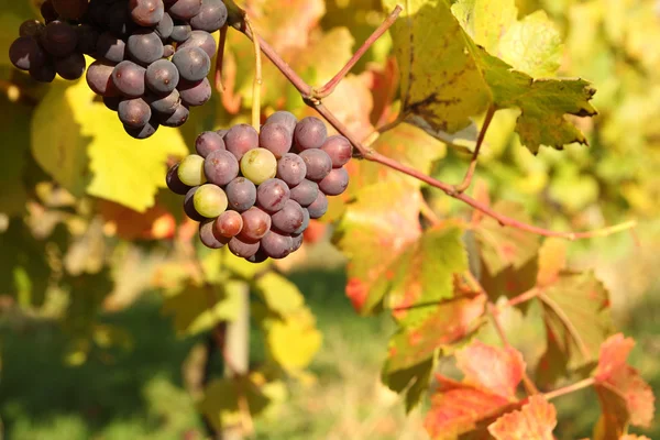 Temporada de otoño en el viñedo — Foto de Stock