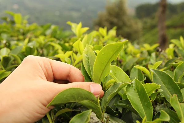 Mão de colheita de chá — Fotografia de Stock
