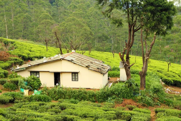 Дом в чайной плантации — стоковое фото