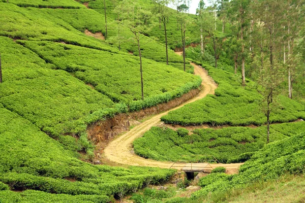 在茶园中的路径 — 图库照片