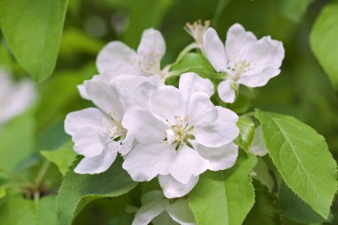 Bahar ağaç dal çiçek detay