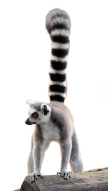 lemur isolated clipart