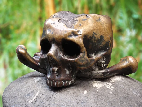 Human skull in nature — Stock Photo, Image