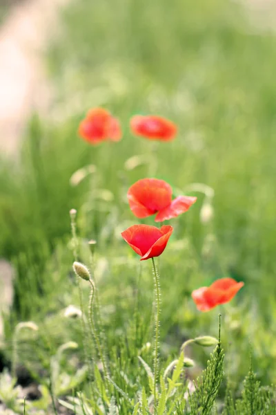 Wildes Mohnfeld — Stockfoto