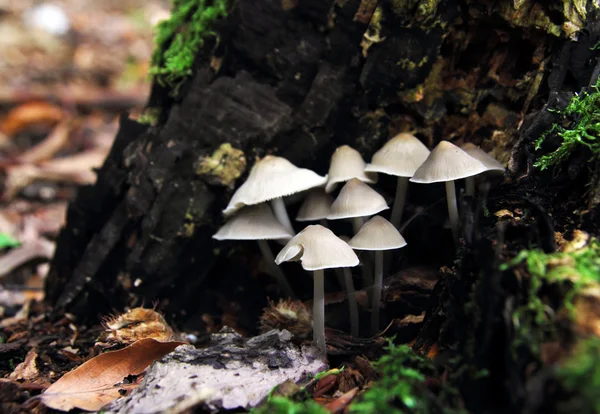 Setas en el bosque —  Fotos de Stock