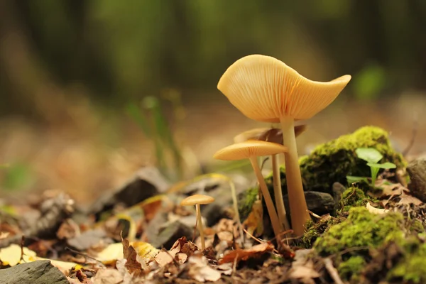 Cogumelo florestal — Fotografia de Stock