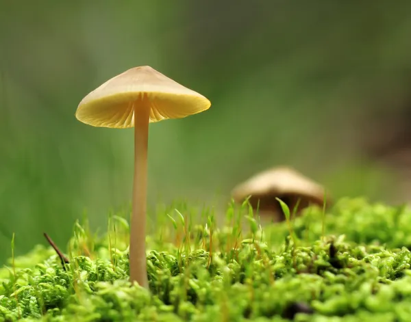 Mushroom on moss macro — Stock Photo, Image