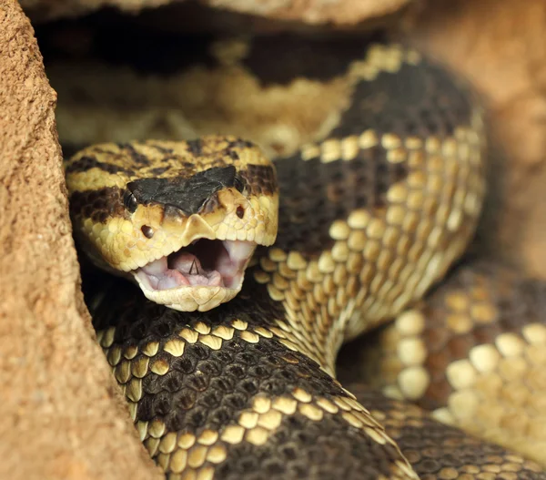 Serpiente de cascabel — Foto de Stock