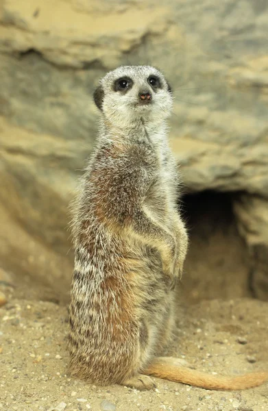 Suricata close-up — Fotografia de Stock