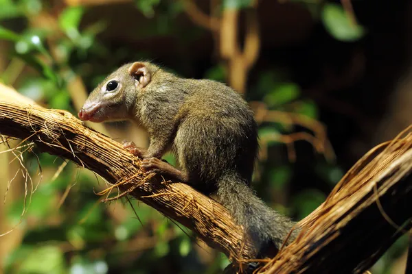 Baumspitzmaus — Stockfoto