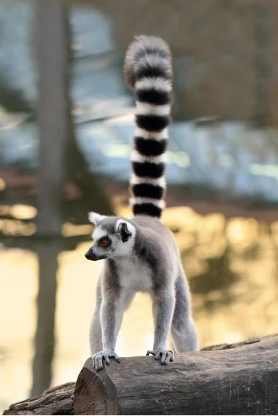 Lemur — Stockfoto