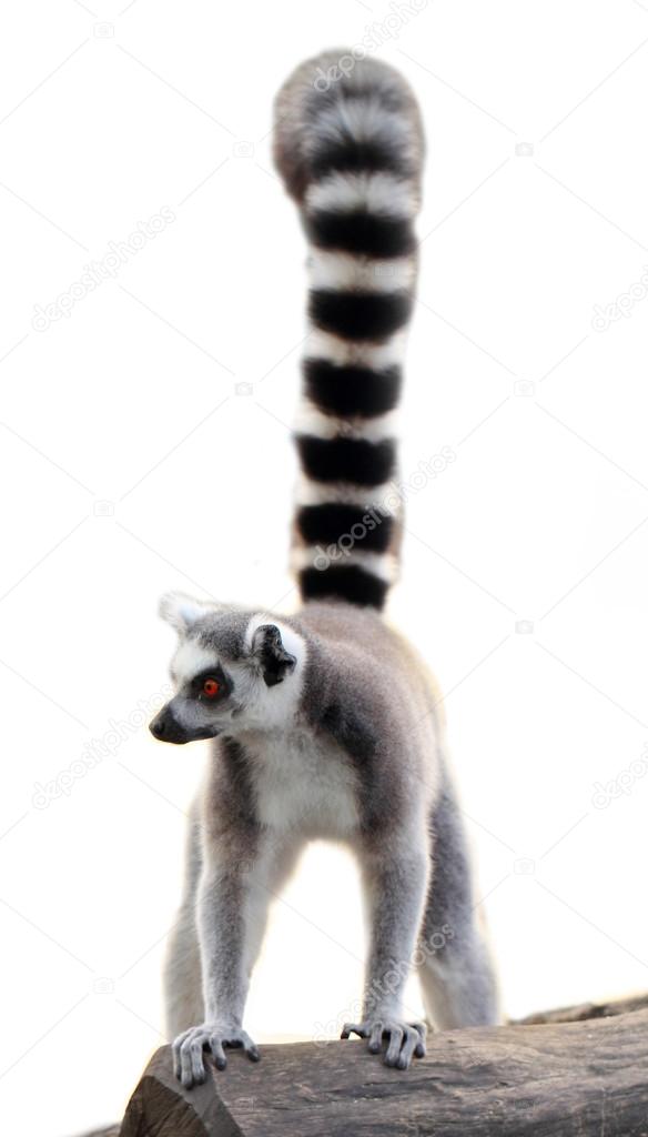 lemur isolated