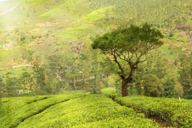 tea plantation landscape clipart