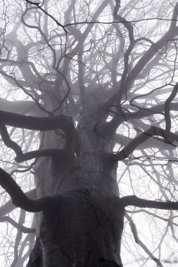 Spooky ağaç dalları