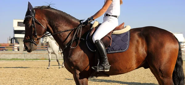 Woman rider on the horse — Stock Photo, Image