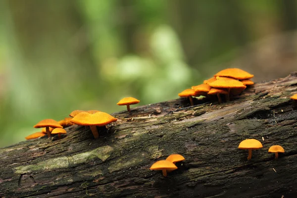Barevné lesní houby — Stock fotografie